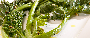 ProductfotoCime di rapa (broccoletto)
