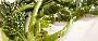 Product imageCime di rapa